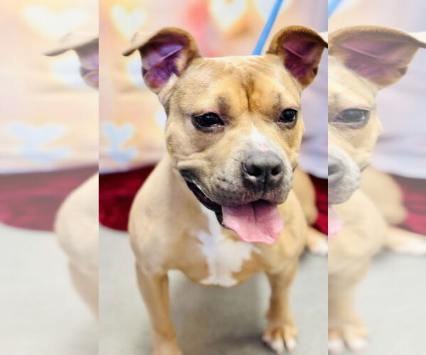 Medium Photo #3 American Pit Bull Terrier Puppy For Sale in Jackson , NJ, USA