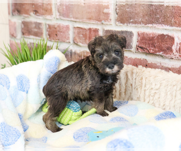 Medium Photo #2 Schnauzer (Miniature) Puppy For Sale in SYRACUSE, IN, USA
