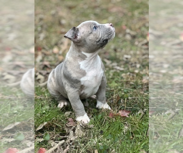 Medium Photo #2 American Bully Puppy For Sale in LANCASTER, PA, USA