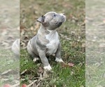 Small Photo #2 American Bully Puppy For Sale in LANCASTER, PA, USA