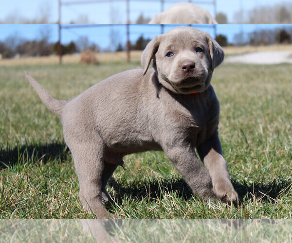 Medium Photo #3 Labrador Retriever Puppy For Sale in MARSHFIELD, MO, USA