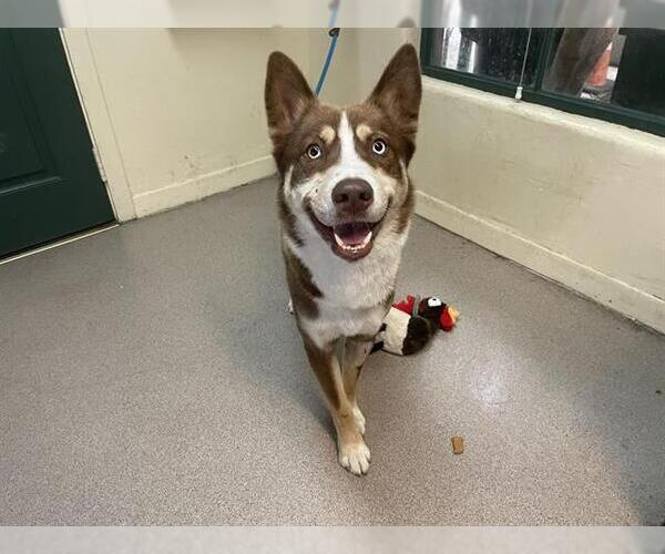 Medium Photo #1 Huskies -Unknown Mix Puppy For Sale in Pasadena, CA, USA