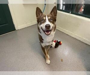 Huskies -Unknown Mix Dogs for adoption in Pasadena, CA, USA