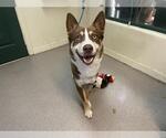 Small Huskies  Mix