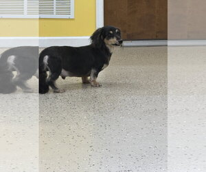 Romeo - Male Dachshund Dog for Adoption - Photo #3