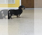 Small Photo #3 Dachshund Puppy For Sale in York, SC, USA