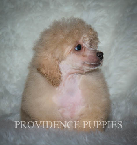 Medium Photo #23 Poodle (Miniature) Puppy For Sale in COPPOCK, IA, USA
