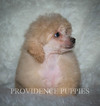 Small Photo #23 Poodle (Miniature) Puppy For Sale in COPPOCK, IA, USA