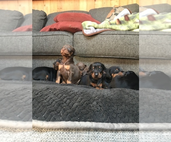 Medium Photo #15 Doberman Pinscher Puppy For Sale in SCAPPOOSE, OR, USA