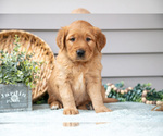 Puppy Newton Golden Retriever
