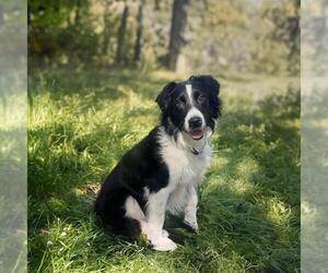 Border-Aussie Dogs for adoption in Boston, MA, USA