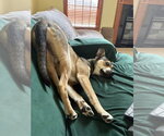 Small #3 American Pit Bull Terrier-Siberian Husky Mix