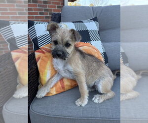 Leave it to Beaver : Wally - Male Shih Tzu-Unknown Mix Dog for Adoption - Photo #2