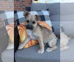 Small Photo #2 Shih Tzu-Unknown Mix Puppy For Sale in Aurora, IN, USA