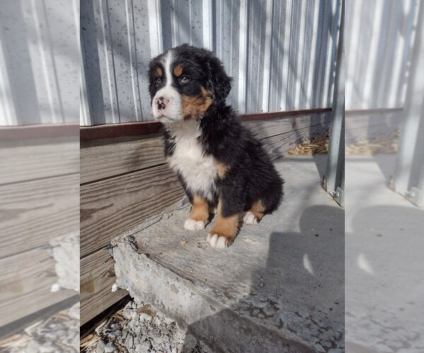 Medium Photo #6 Bernese Mountain Dog Puppy For Sale in MEMPHIS, MO, USA
