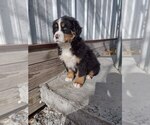Small #5 Bernese Mountain Dog
