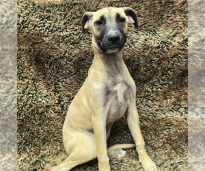 Mastiff-Unknown Mix Dogs for adoption in Long Beach, CA, USA