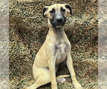 Small Mastiff Mix