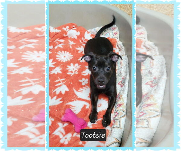 Medium Photo #1 Dachshund-Unknown Mix Puppy For Sale in Granbury, TX, USA