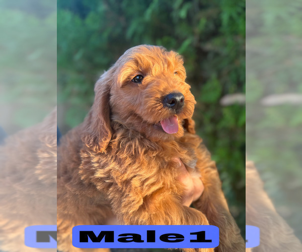 Medium Photo #22 Goldendoodle (Miniature) Puppy For Sale in BAKERSFIELD, CA, USA