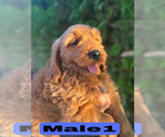 Small #21 Goldendoodle (Miniature)