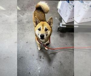 Shiba Inu Dogs for adoption in Forestville, MD, USA