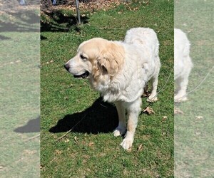 Mother of the Great Pyrenees puppies born on 03/21/2025
