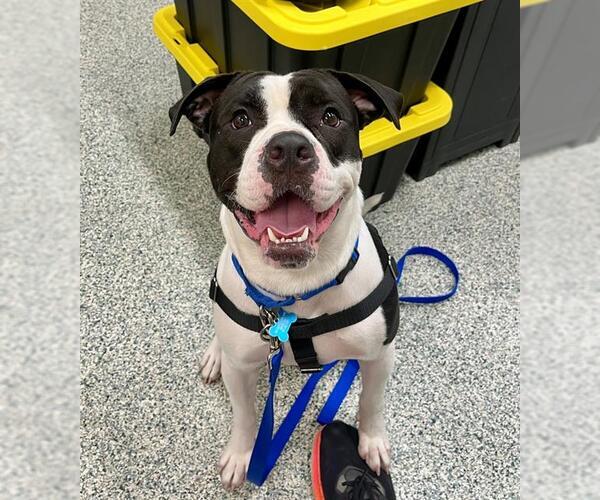 Medium Photo #1 American Bulldog-Unknown Mix Puppy For Sale in Boston, MA, USA