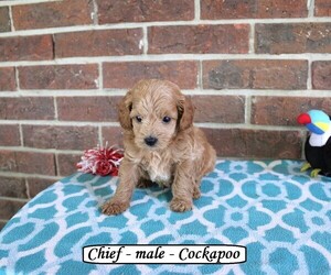 Cock-A-Poo Puppy for Sale in CLARKRANGE, Tennessee USA
