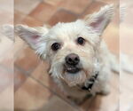Small #3 Poodle (Miniature) Mix