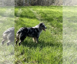 Father of the Australian Shepherd puppies born on 03/30/2024