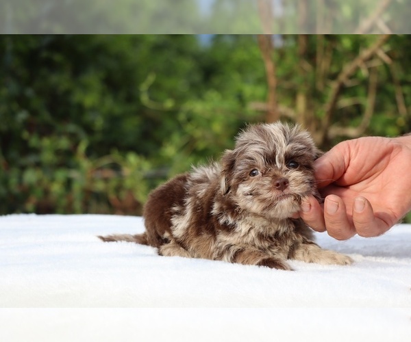 Medium Photo #12 ShihPoo Puppy For Sale in DYERSBURG, TN, USA