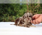 Small #11 ShihPoo