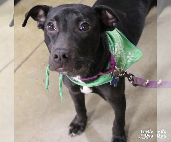 Medium Photo #1 Labrador Retriever-Unknown Mix Puppy For Sale in Washington, DC, USA