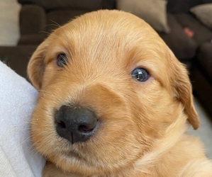 Golden Retriever Puppy for sale in CANYON LAKE, CA, USA