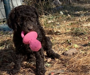 Aussiedoodle Puppy for Sale in GIBBON, Nebraska USA