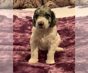 Airedoodle Puppy for sale in RICHLAND, WA, USA