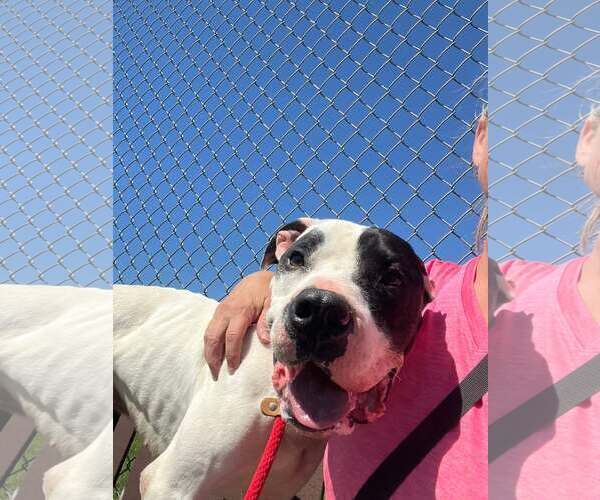 Medium Photo #4 American Bulldog-Unknown Mix Puppy For Sale in Rootstown, OH, USA
