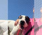 Small #3 American Bulldog Mix