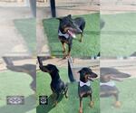 Small Doberman Pinscher