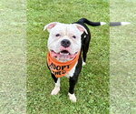 Cowboy - Male American Bulldog-Unknown Mix Dog for Adoption - Small photo