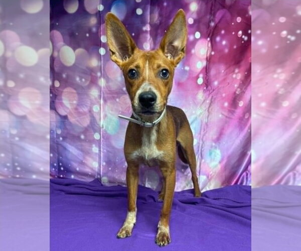 Medium Photo #1 Mutt Puppy For Sale in Lakewood, CO, USA