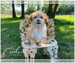 Puppy 6 Havachon