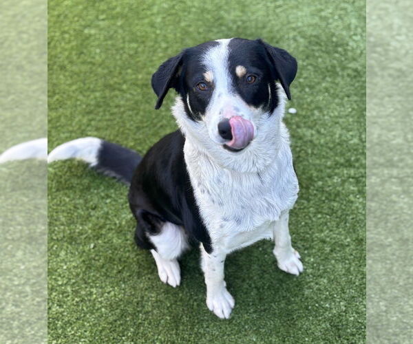 Medium Photo #3 Mutt Puppy For Sale in Salinas, CA, USA