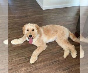 Goldendoodle Puppy for sale in SPRINGBORO, OH, USA