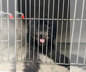 Poodle (Standard)-Unknown Mix Dogs for adoption in Louisville, KY, USA