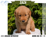 Small #10 Golden Retriever