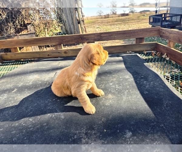 Medium Photo #2 Golden Retriever Puppy For Sale in LEON, KS, USA