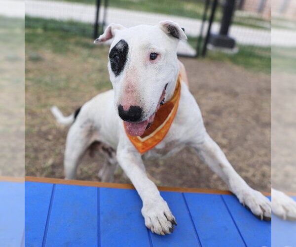 Medium Photo #1 Bull Terrier-Unknown Mix Puppy For Sale in San Antonio, TX, USA