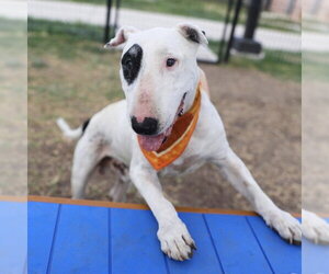 Bull Terrier-Unknown Mix Dogs for adoption in San Antonio, TX, USA